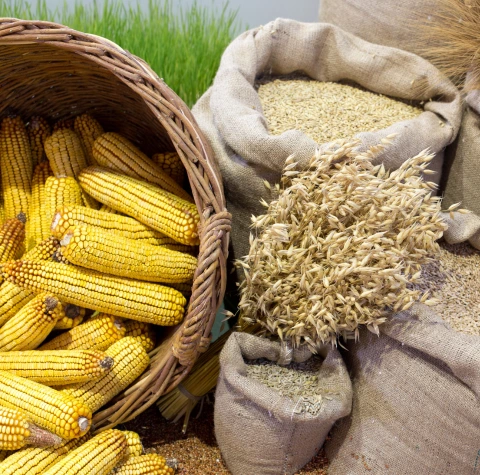 Granos y maíz a granel en proceso de comercialización agroalimentaria.